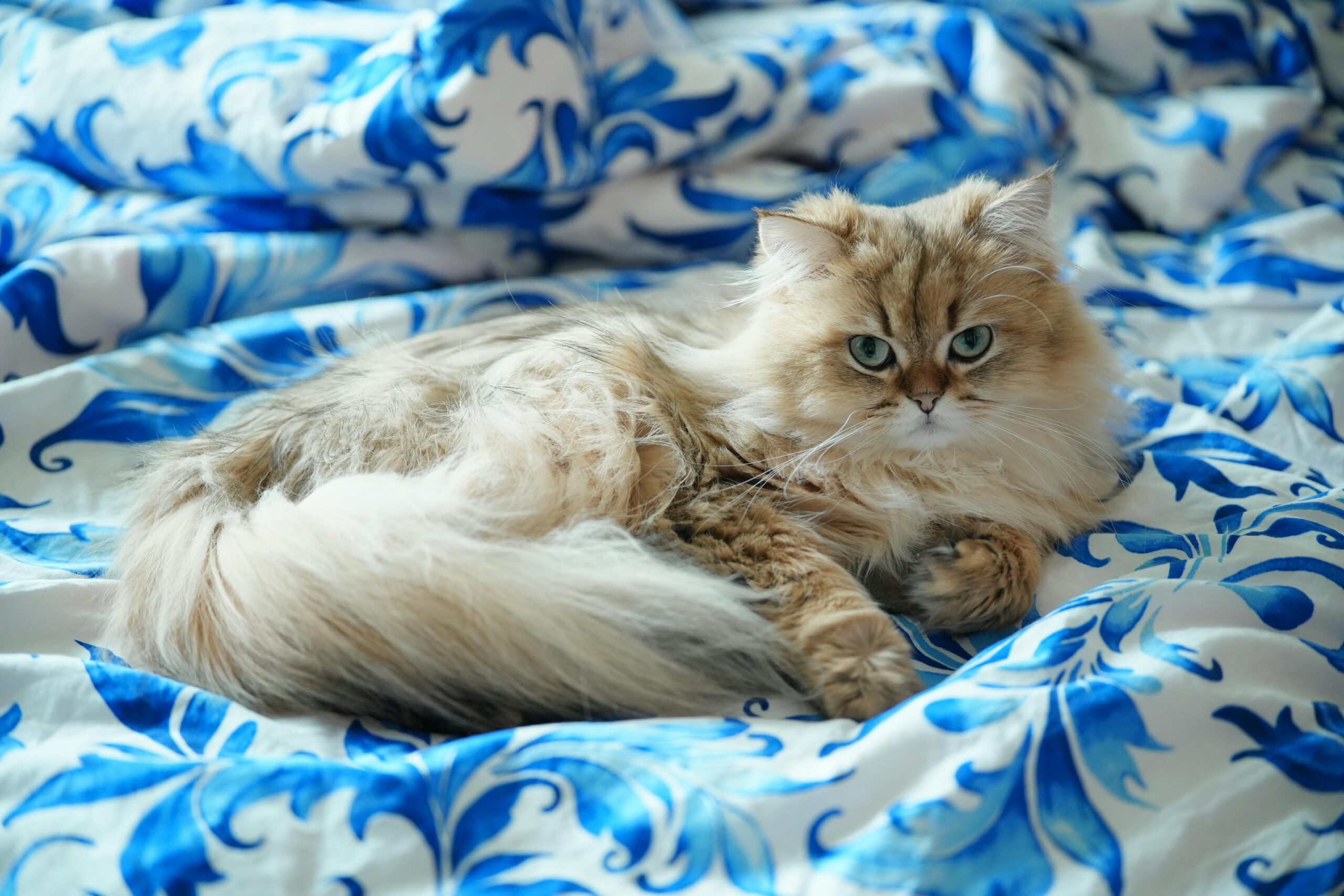 Zdjęcie do artykułu: Jak zapobiegać otyłości u kota